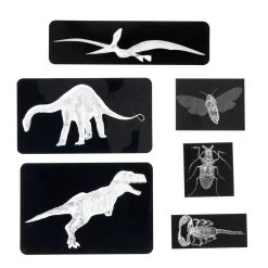 Insect & Dinosaur X-Rays - 96 Cards -Children School Supplies S1076609 1