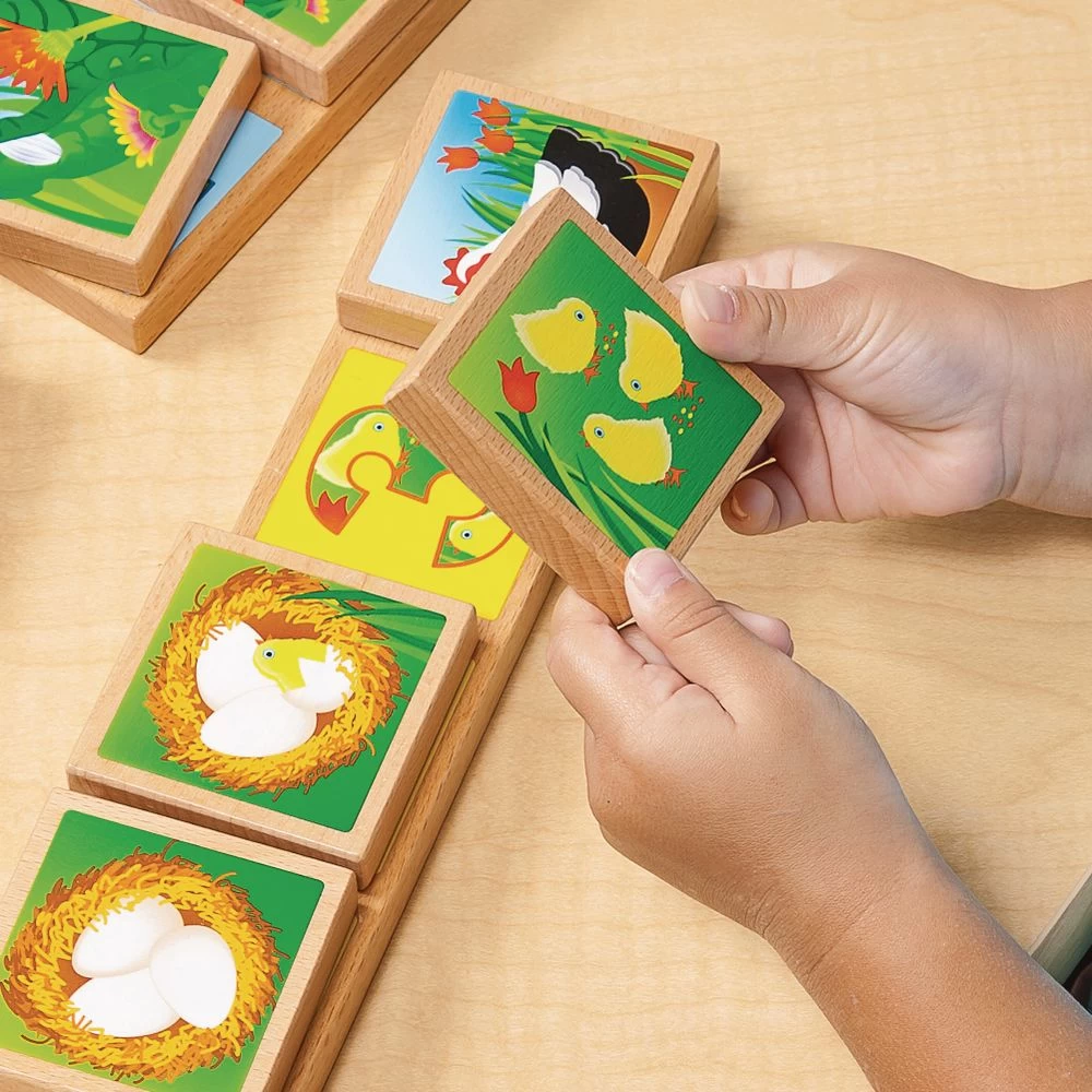 Excellerations® EarlySTEM™ Life Cycles Sequencing Lotto 4 Excellerations® EarlySTEM™ Life Cycles Sequencing Lotto - Image 4