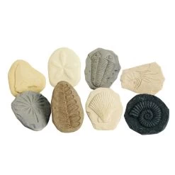 Fossil Stones - Set Of 8 -Children School Supplies S583275 0