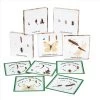 Excellerations® Insect Life Cycle Specimens - Set Of 5