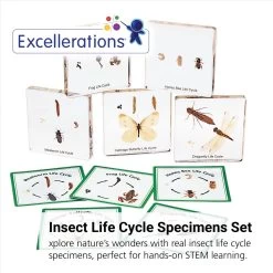 Excellerations® Insect Life Cycle Specimens - Set Of 5 -Children School Supplies S684219 0