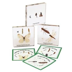 Excellerations® Insect Life Cycle Specimens - Set Of 5 -Children School Supplies S684219 1