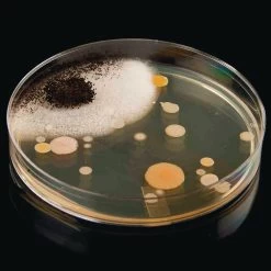 Steve Spangler Science® Growing Bacteria Kit -Children School Supplies S780017 1