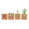 Excellerations® EarlySTEM™ My First Soft Plant Life Cycle - 4 Models