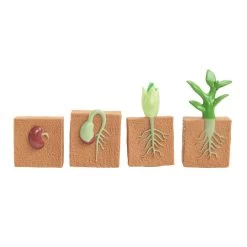 Excellerations® EarlySTEM™ My First Soft Plant Life Cycle - 4 Models